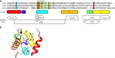 Structural Characteristics, Binding Partners and Related Diseases of the Calponin Homology (CH) Domain